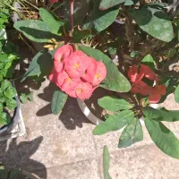 گل مرجان زیبا شمعدونی وآماریلیس هلندی