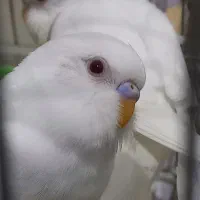 مرغ عشق هلندی زرد و سفید و اسپانگل|پرنده|باوی, |دیوار