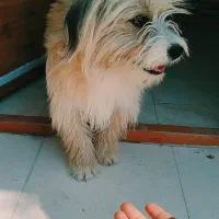 سگ خونگی|سگ|خورموج, |دیوار