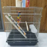 عروس هلندی یک ماهه|پرنده|شیراز, قلات|دیوار