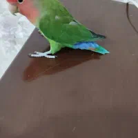 طوطی کوتوله