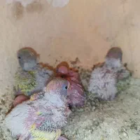 جوجه مرغ عشق سرلاکی|پرنده|سراوان, |دیوار