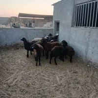 بره نر داشتی پای پروار|حیوانات مزرعه|شاهدشهر, |دیوار