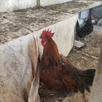 مرغ و خروس|پرنده|شیراز, باهنر|دیوار