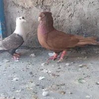 صرب و کلاغ