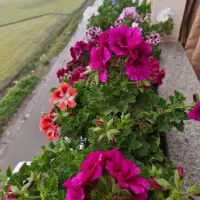 جاگلدانی|صنایع دستی و سایر لوازم تزئینی|تالش, هشتپر|دیوار