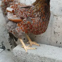 جوجه ویاندوت|حیوانات مزرعه|آمل, |دیوار