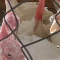 بوقلمون گوشتی خورده فروشب