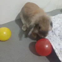 خرگوش لپو ۵ ماهه|موش و خرگوش|اسلامشهر, شهرک مفیدی|دیوار