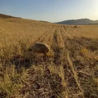 فروش گوسفند