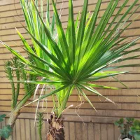 درختچه مصنوعی و طبیعی|گل مصنوعی|شیراز, آزادگان|دیوار