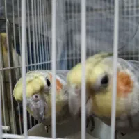 عروس هلندی لوتینو