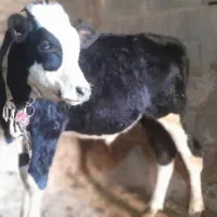 گوساله فروش فوری جنس خوب
