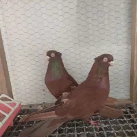 کبوتر سرخ و قیل زاغ صرب|پرنده|شهرضا, |دیوار