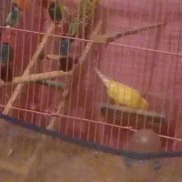 یک جفت مرغ عشق نر و ماده به فروش میرسد