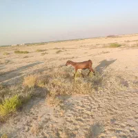 بز دورگ|حیوانات مزرعه|برازجان, |دیوار
