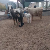 فروش ۲عدد میش برهدار|حیوانات مزرعه|شیراز, بازار|دیوار