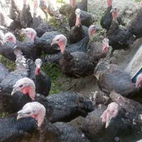 بوغلمون برنز انگلیسی|حیوانات مزرعه|بروجرد, |دیوار