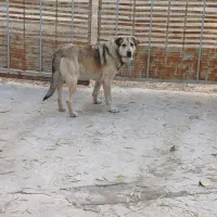 سگ عراقی|سگ|باسمنج, |دیوار