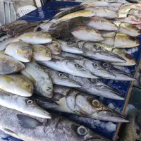 ماهی درجه یک چابهار رسید|ماهی|زاهدان, |دیوار