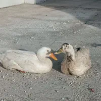 اردک نر و ماده