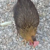 مرغ سرحال چاق و چله|حیوانات مزرعه|بندر ماهشهر, |دیوار