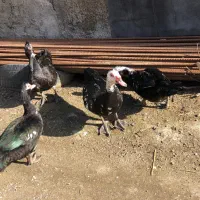 اردک اسراییلی