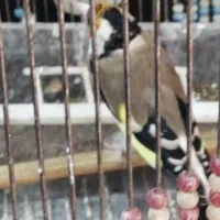 سهره جفتی کلکسیونی|پرنده|شیراز, شهرک جماران|دیوار