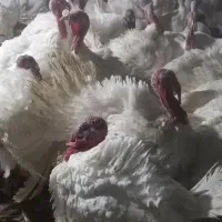 بوقلمون گوشتی|حیوانات مزرعه|سراوان, |دیوار