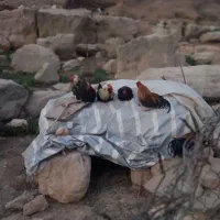خروس محلی