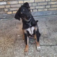 سگ دوبرمن 7ماهه بسیار فهمیده و باهوش