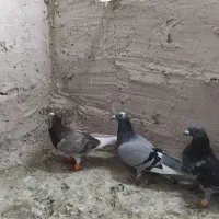 سه تا کفتر پرشی