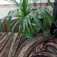 این گل به فروش میرسد