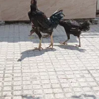 مرغ خروس لاری