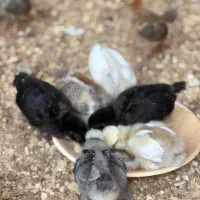 جوجه کشی شریکی