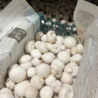 قارچ|خوردنی و آشامیدنی|ارشق, |دیوار