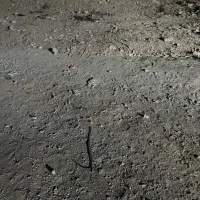 زمین ۱۶۰متری حصارامیر پاکدشت