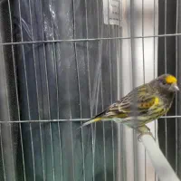 سهره گلبسرجوجه قفس دهن کامل سهره