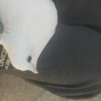 کبوتر سالم شوسی|پرنده|بیرانوند, |دیوار