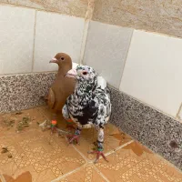 کبوتر پرنده