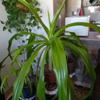 گل ذرتی|گل و گیاه طبیعی|صدرا-فارس, فاز ۱|دیوار