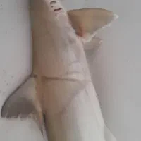 ماهی کوسه(کولی)