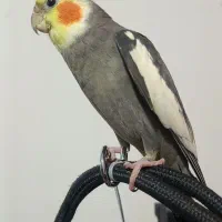 عروس هلندی گم شده