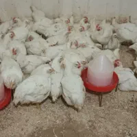 انبار مرغ یزدان