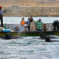 گشت جزیره. اجاره روزانه خودرو.|خدمات حمل و نقل|قشم, |دیوار