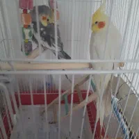 عروس هلندی|پرنده|اردبیل, |دیوار