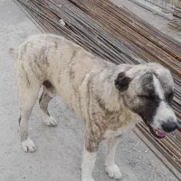 فروش سگ گله