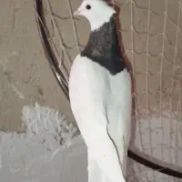 کبوتر طوقی قهوه ای ماده