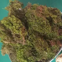 خزه تازه بدونه رطوبت