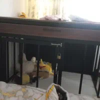 قفس سگ